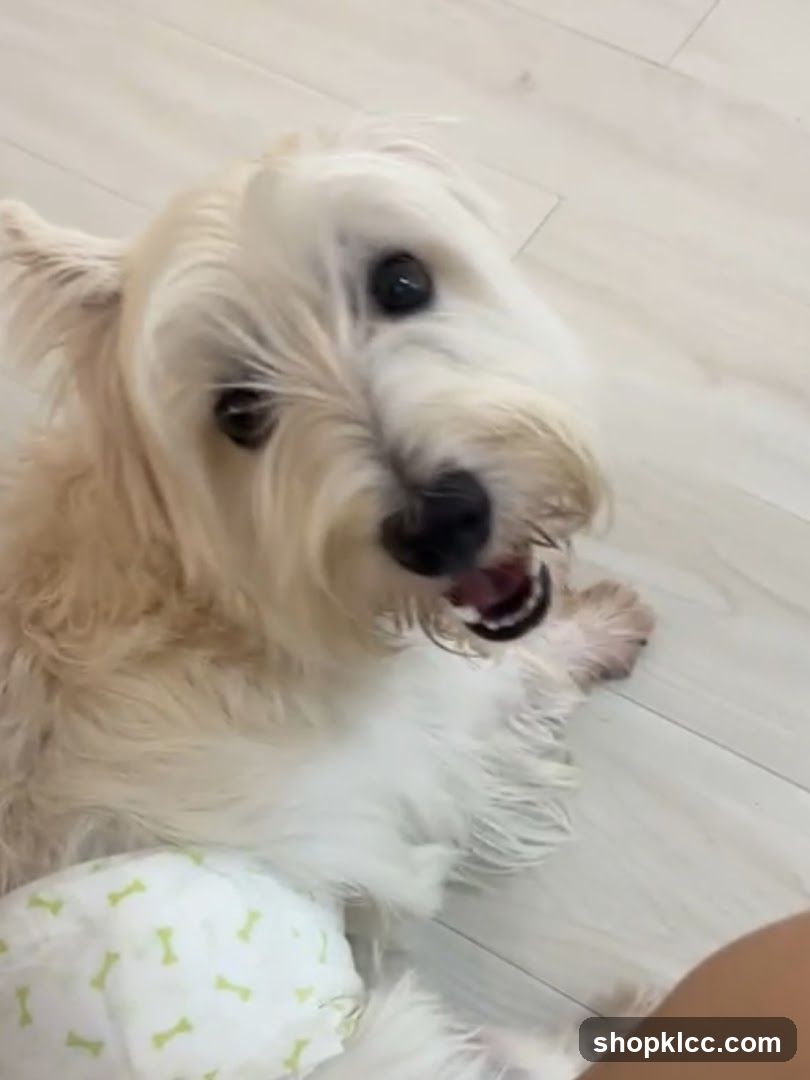Fluffy Dog with Bone Patterned Blanket