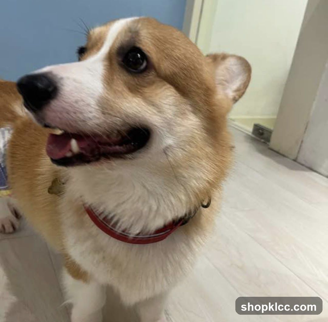 Corgi Dog Portrait