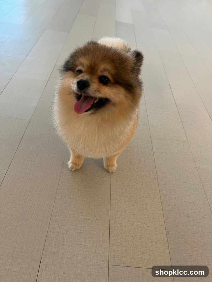 Fluffy Dog on Floor