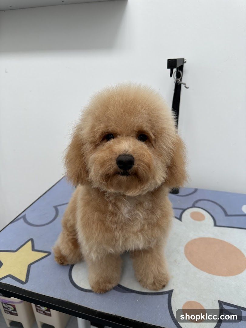 Fluffy Dog on Grooming Table
