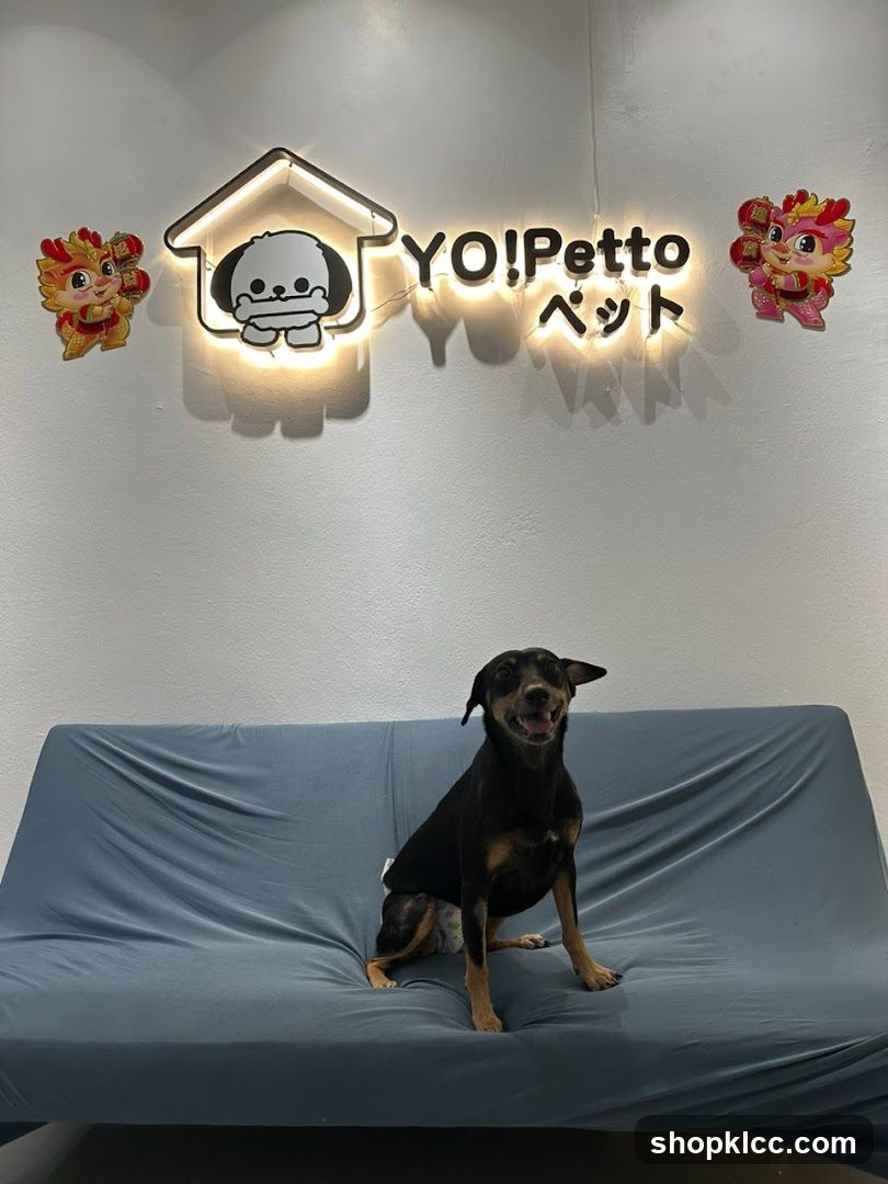 Dog sitting on sofa in pet shop interior