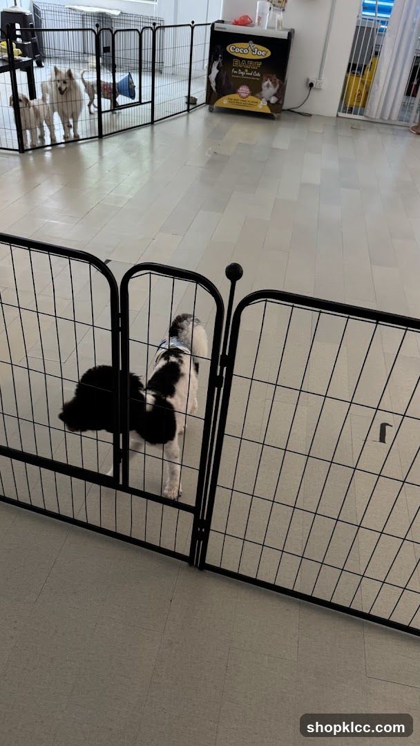 Indoor Dog Play Area with Coco & Coe Bag