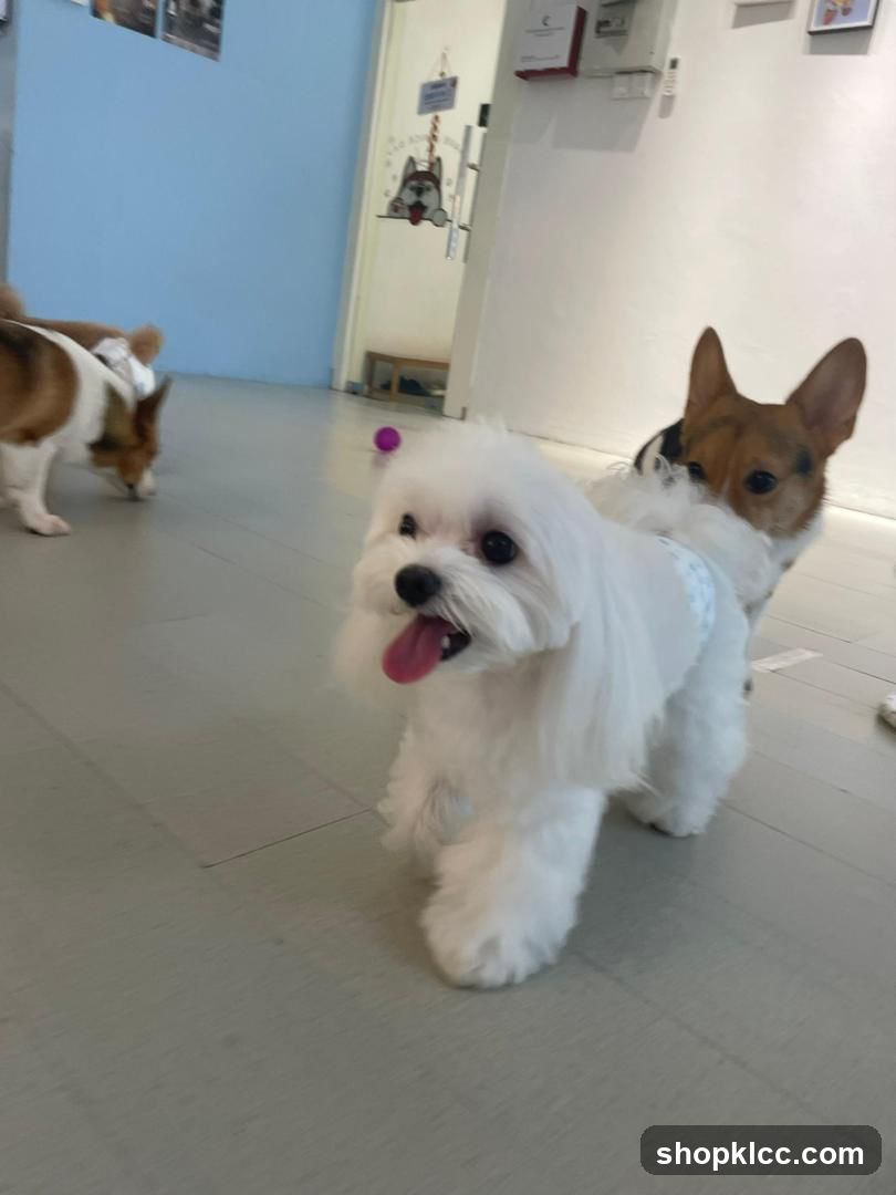 Dogs in a room