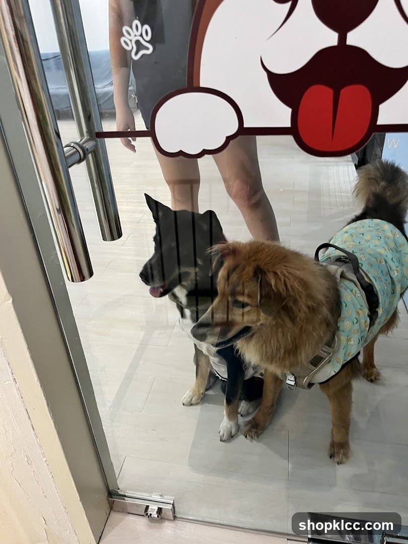 Dogs at a Pet Shop Entrance