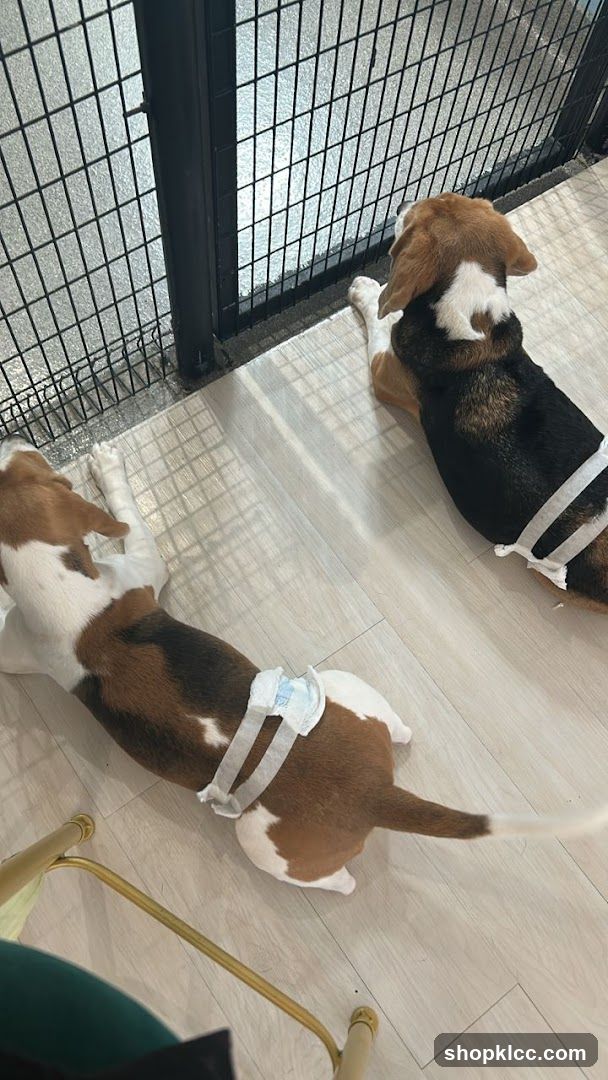Beagles in a kennel area