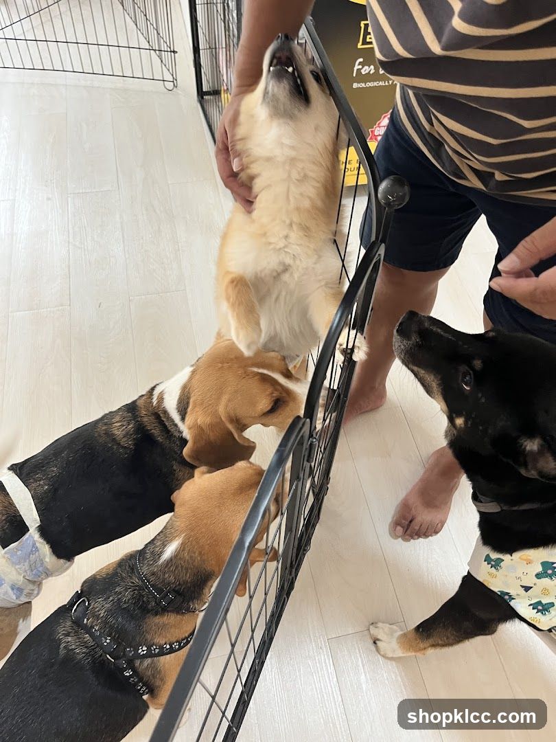 Dogs at a Pet Store