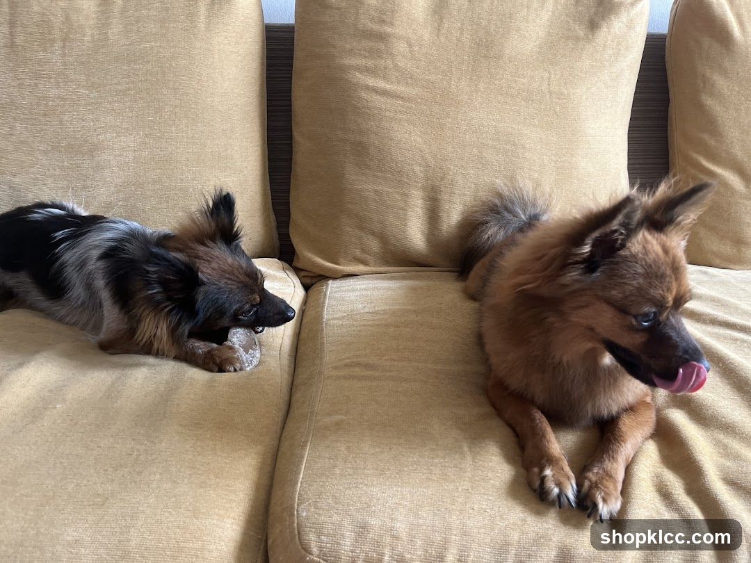 Two dogs on a beige sofa