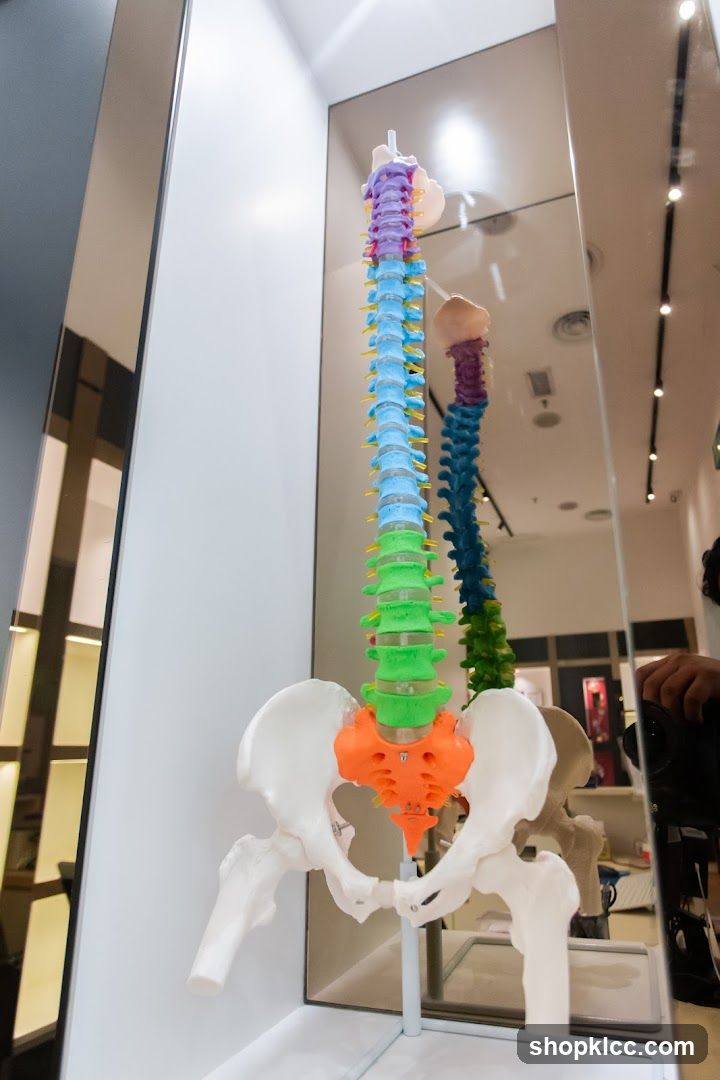 Spine Model Display