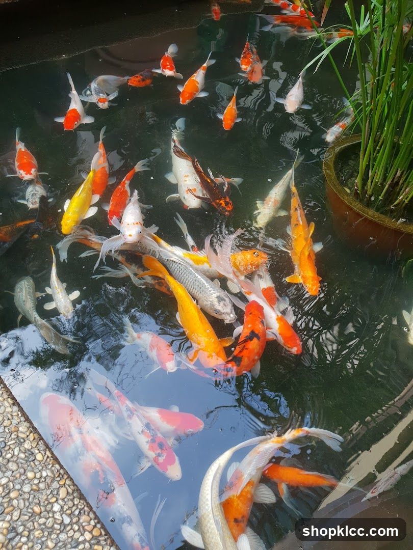 Koi Pond with Fish
