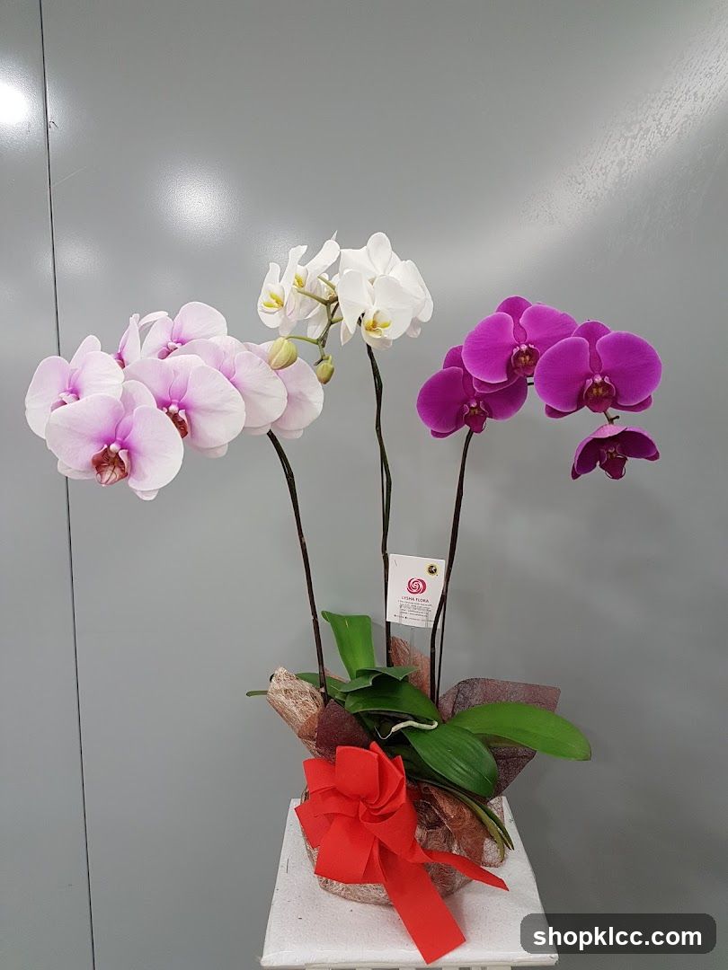 Orchid Arrangement
