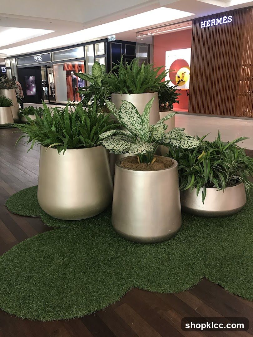 Indoor plants in planters