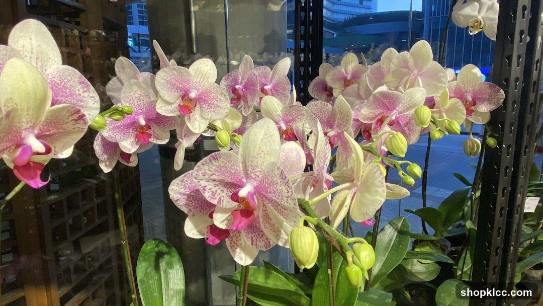 Orchid Culture