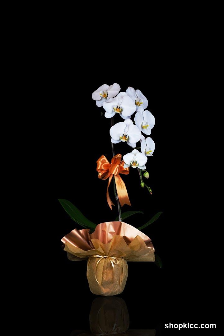 Orchid Culture