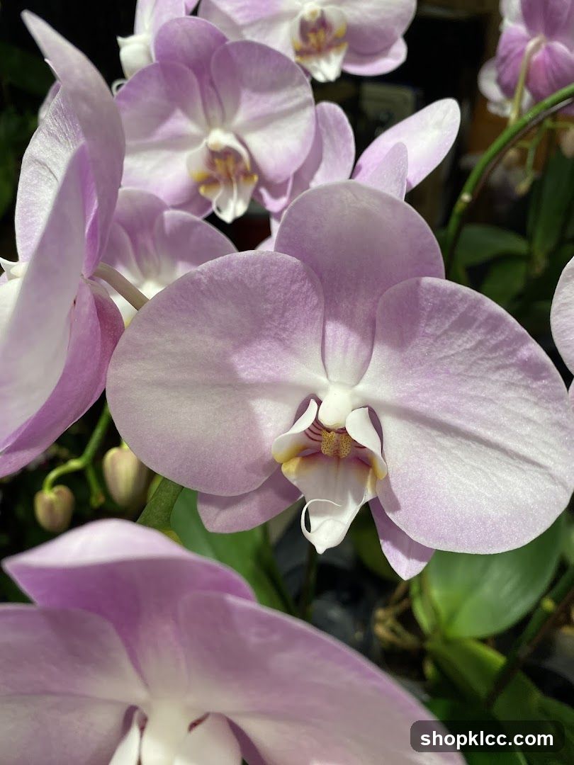 Orchid Culture
