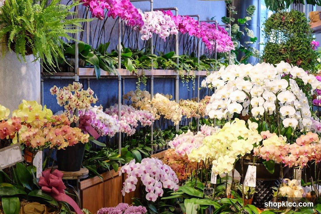 Orchid Display