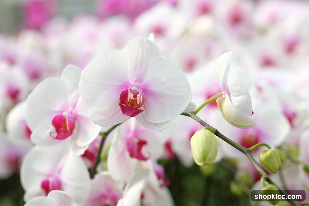 White Orchids with Pink Centers