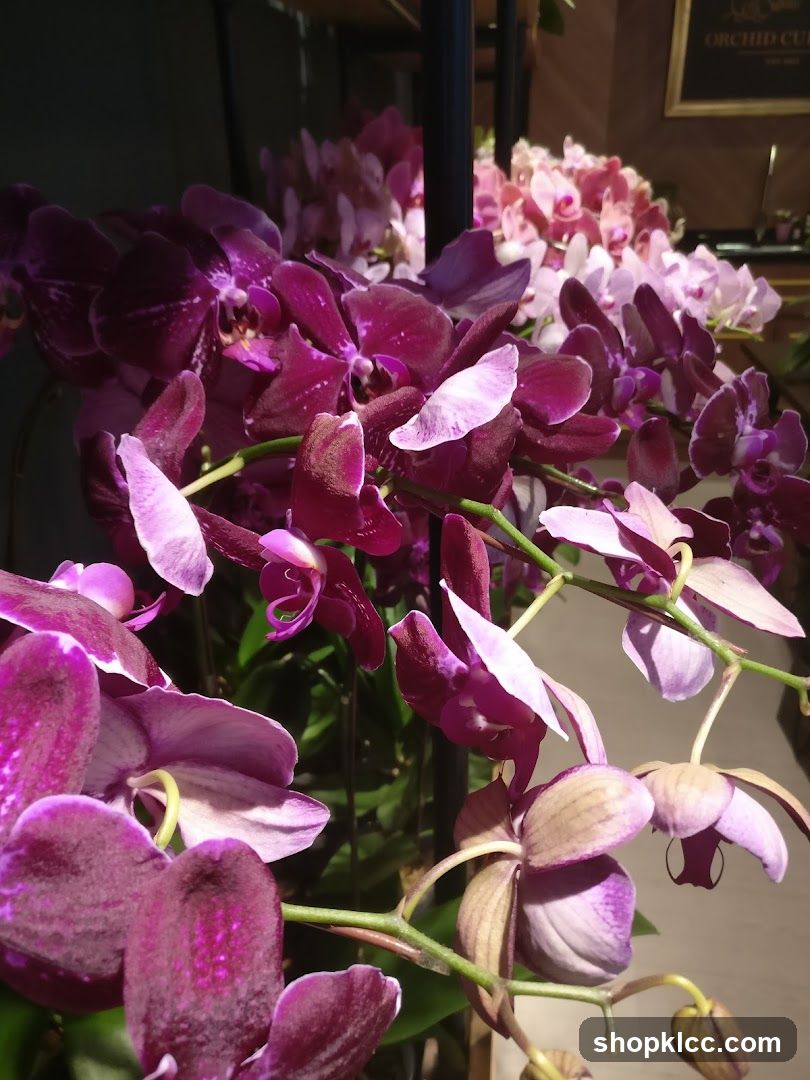 Orchids