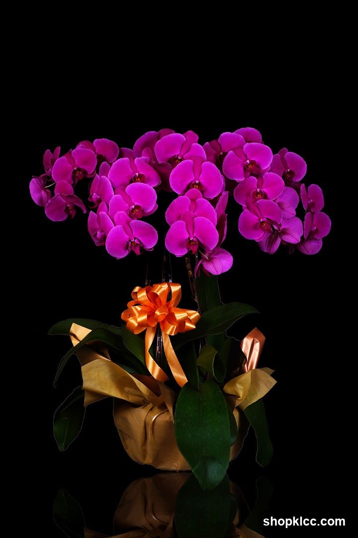 Orchid Plant