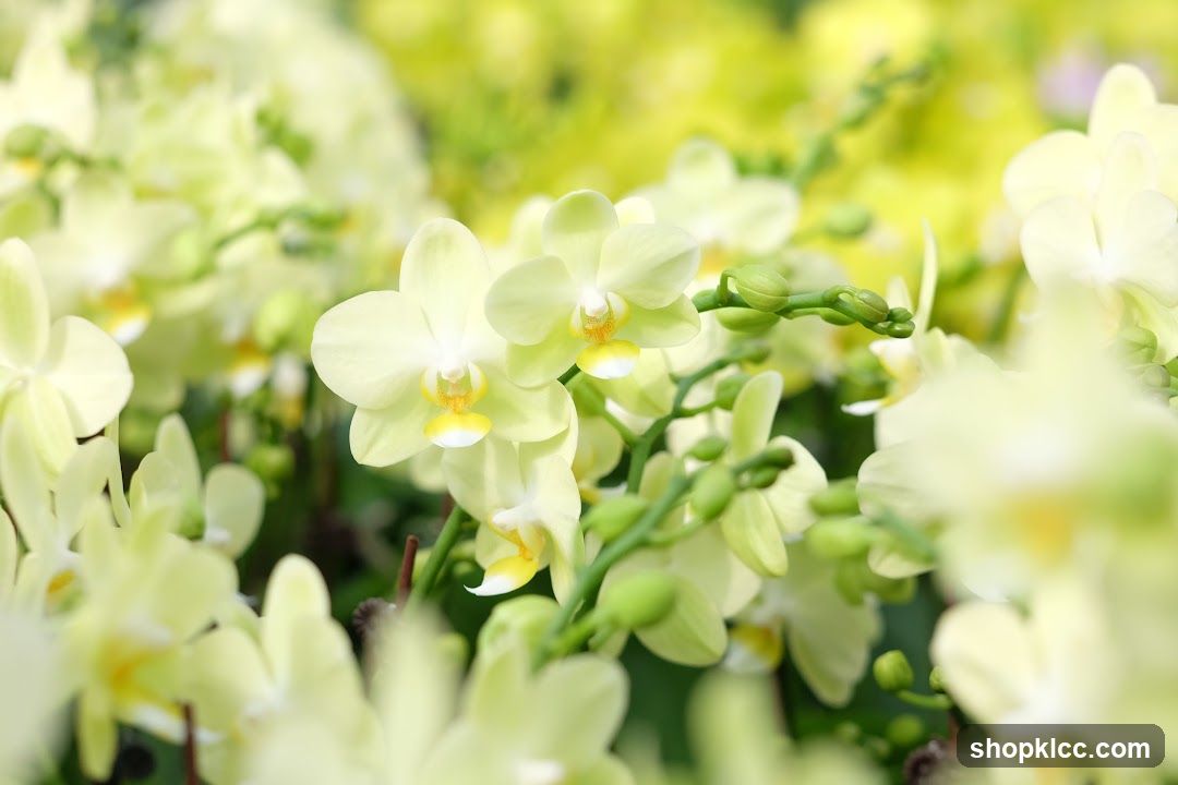 Light Yellow Orchids