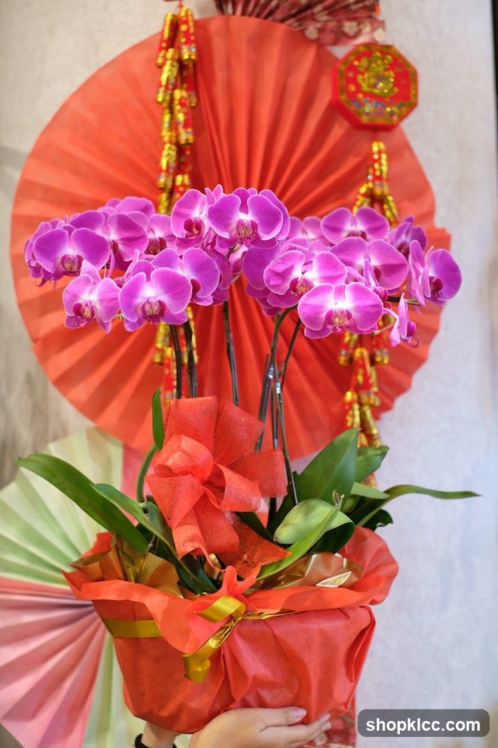 Orchid Plant with Festive Decorations