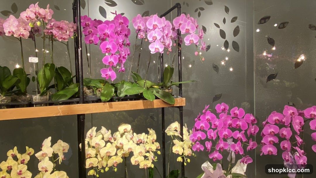 Orchid Display