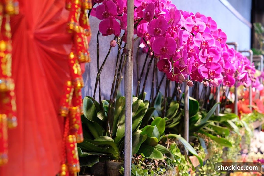 Orchids and Decorations