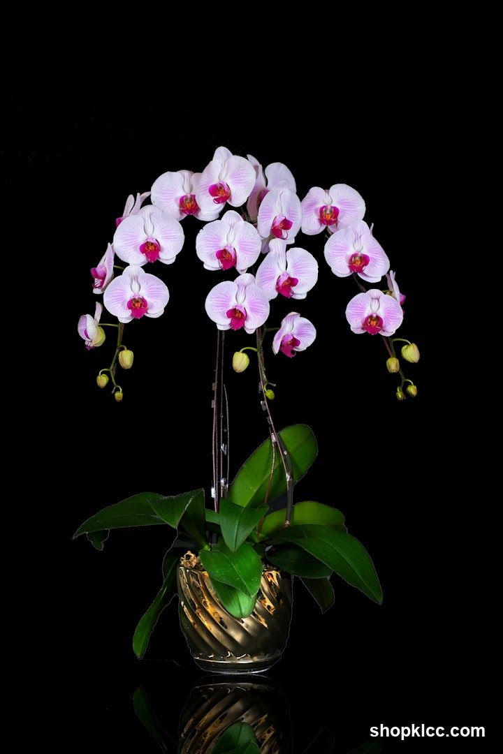 Orchid Plant