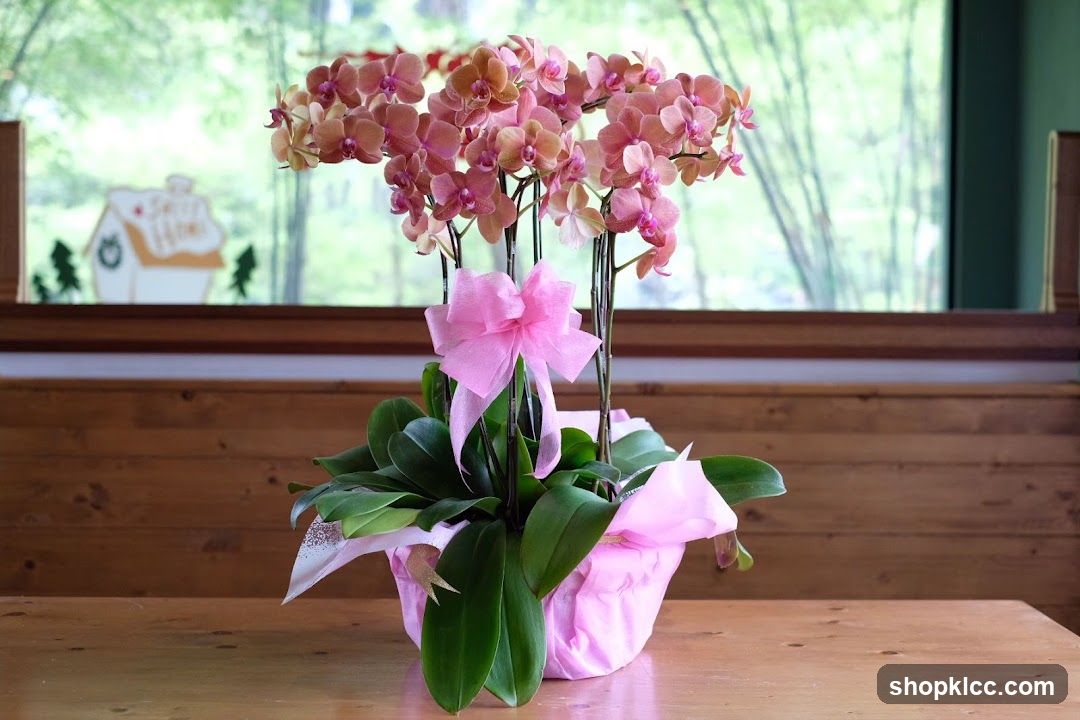Orchid Plant with Pink Bow