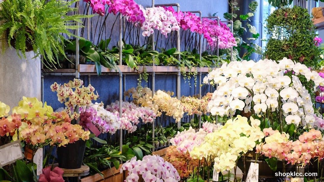 Orchid Display