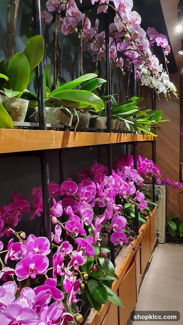 Orchid Display