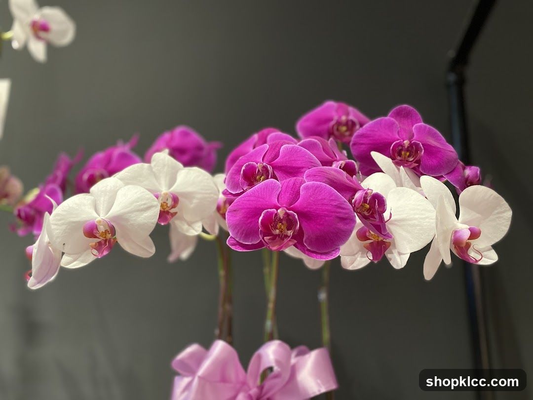 Orchids