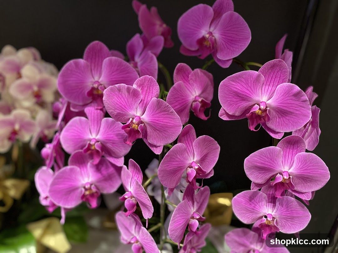 Pink Orchids