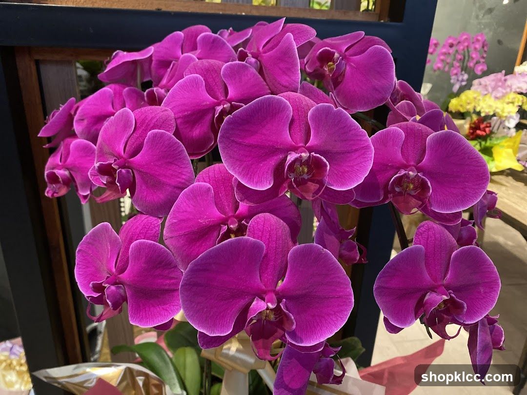 Orchids
