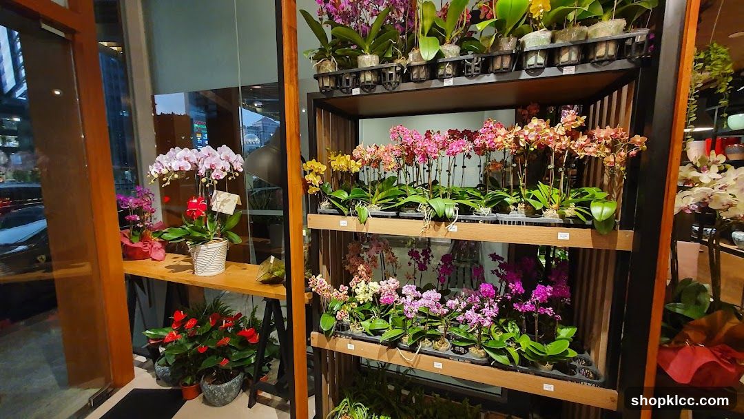 Orchid Display