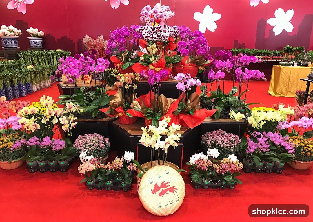 Orchid Display