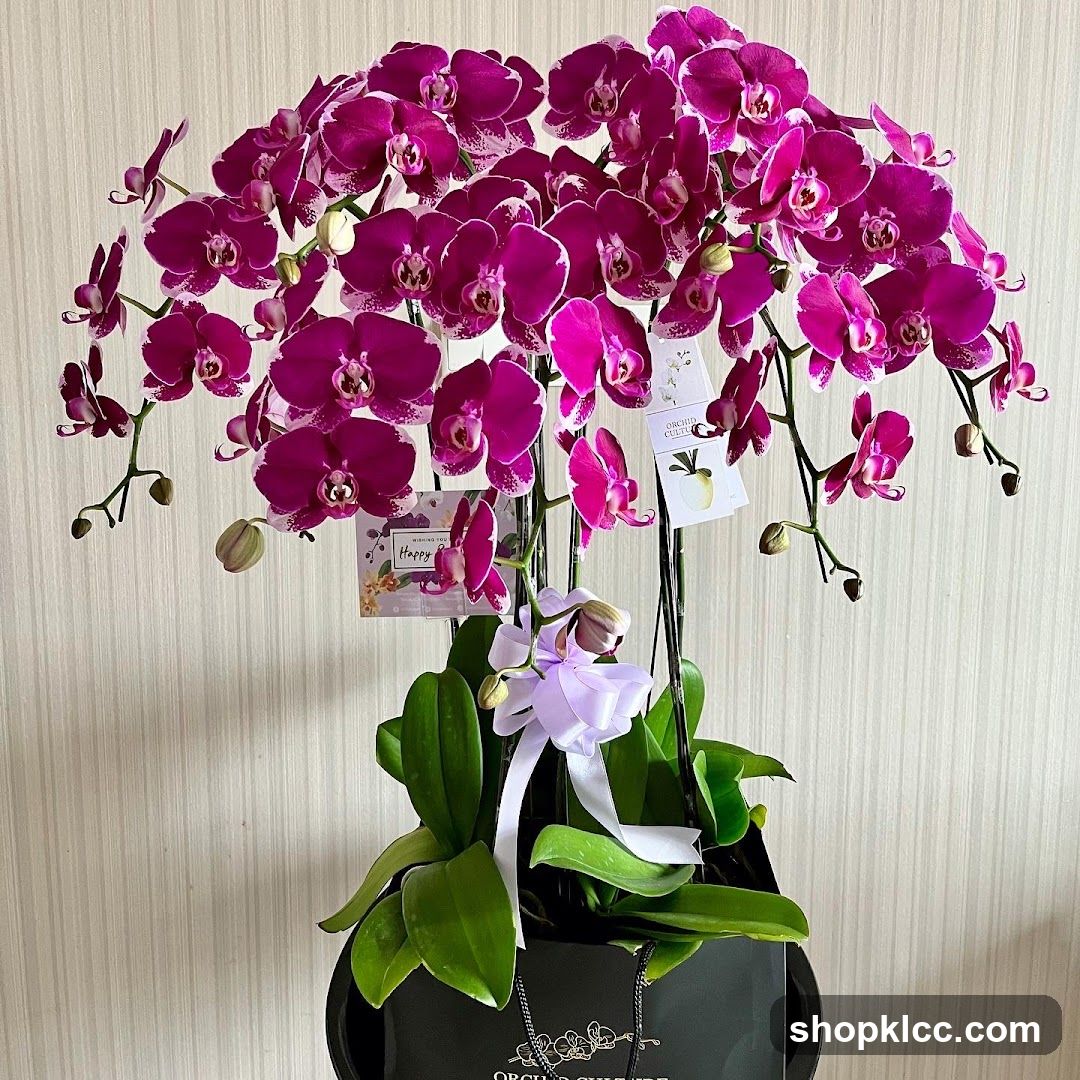 Orchid Arrangement