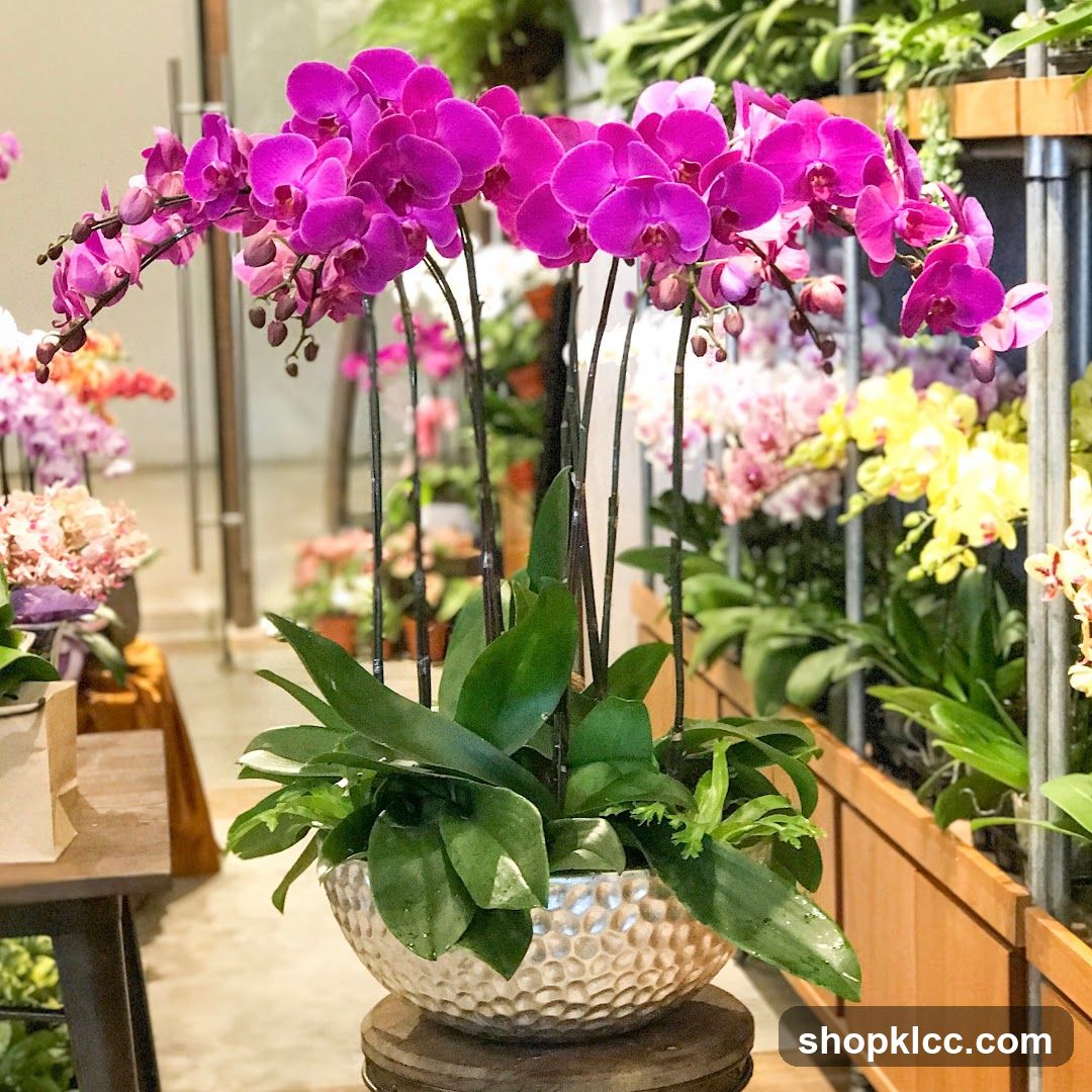 Orchid Display