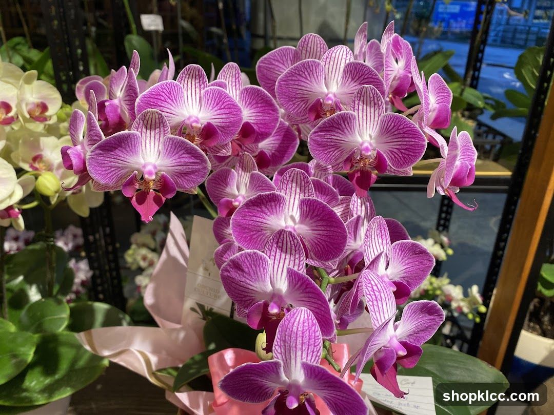 Orchids