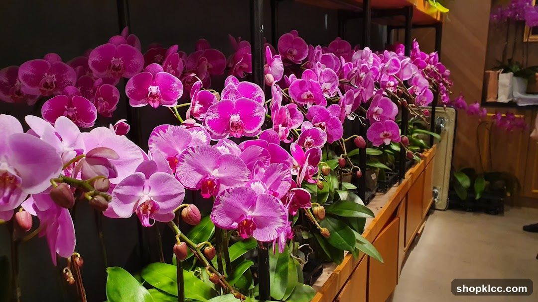 Orchid Display