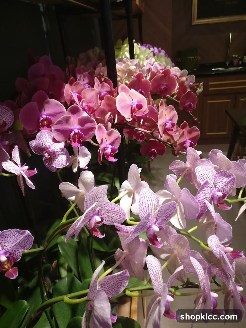 Orchid Display
