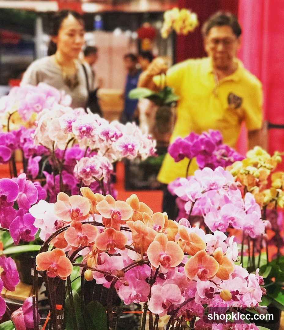 Orchid Display