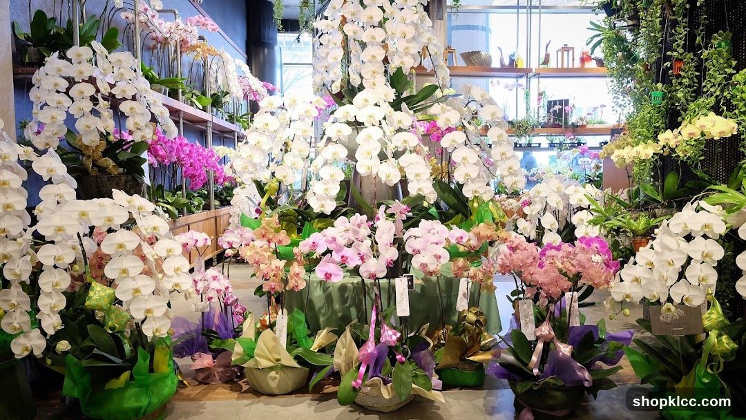 Orchid Display