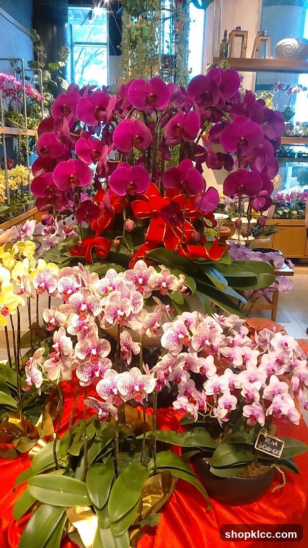 Orchid Display
