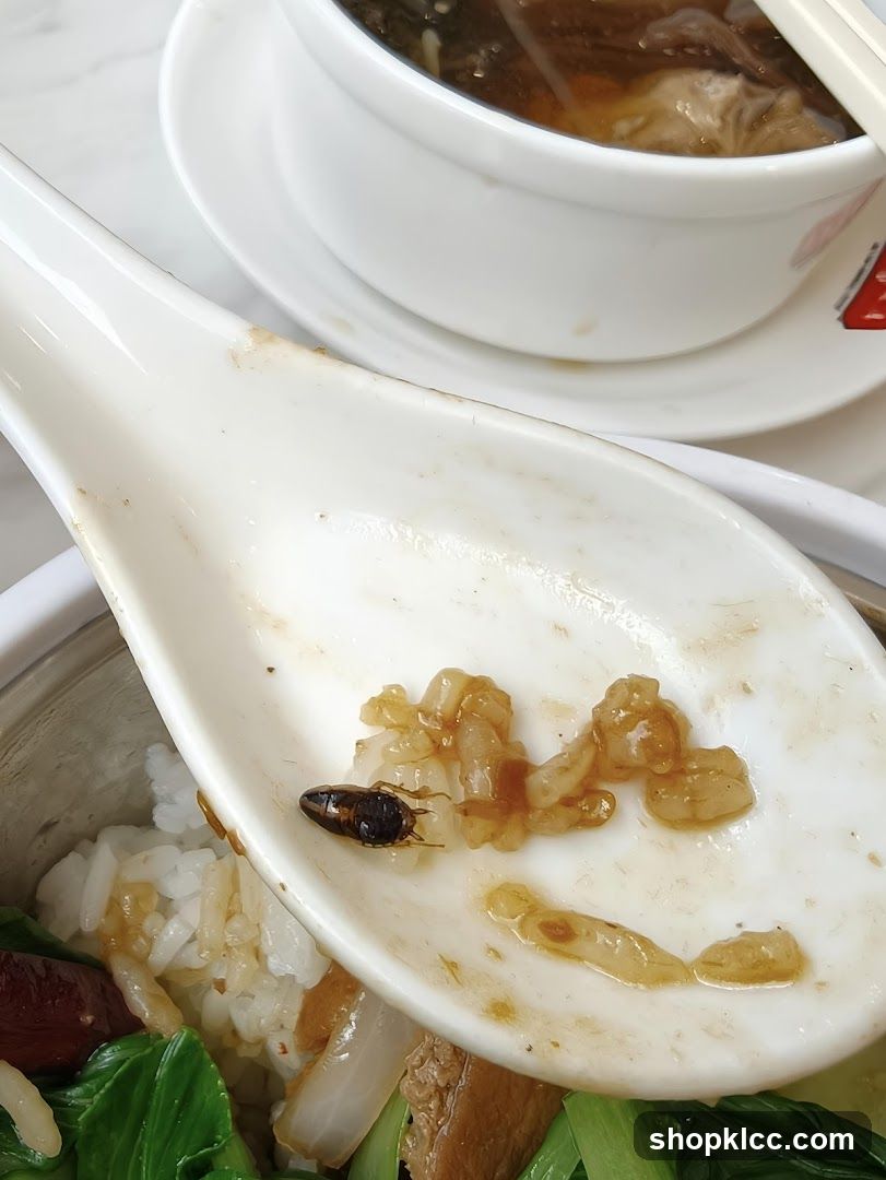 Cockroach on Spoon with Food