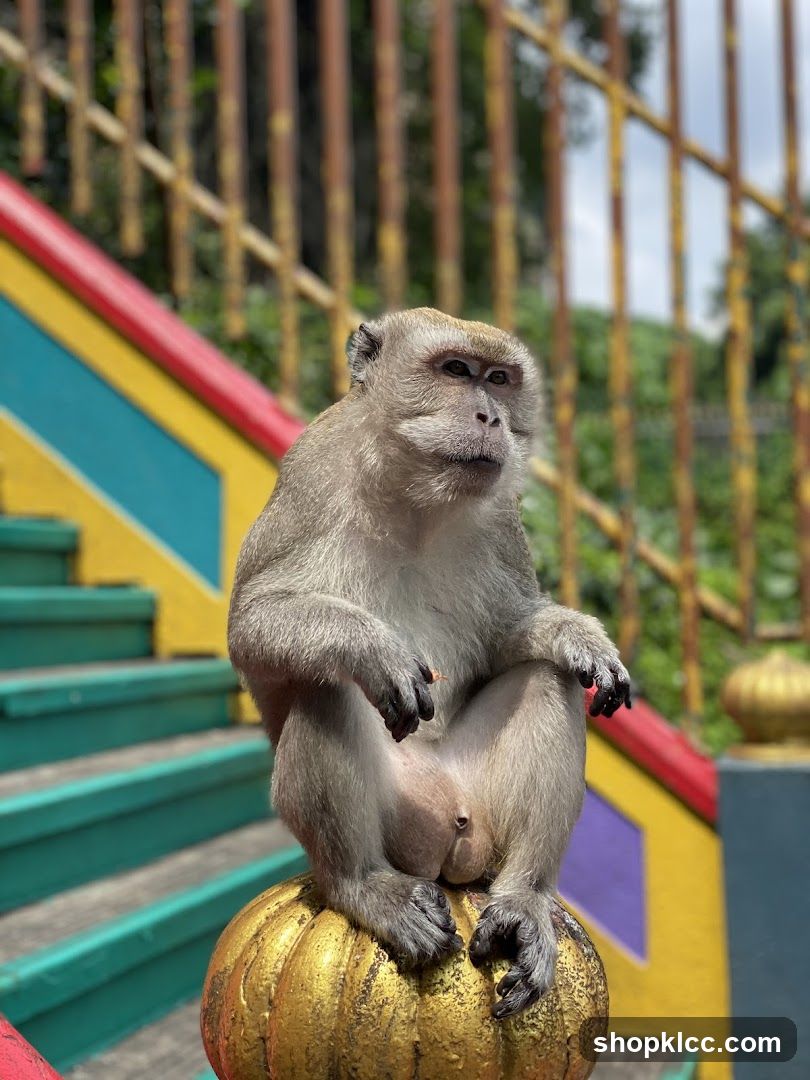 Monkey on Decorative Orb