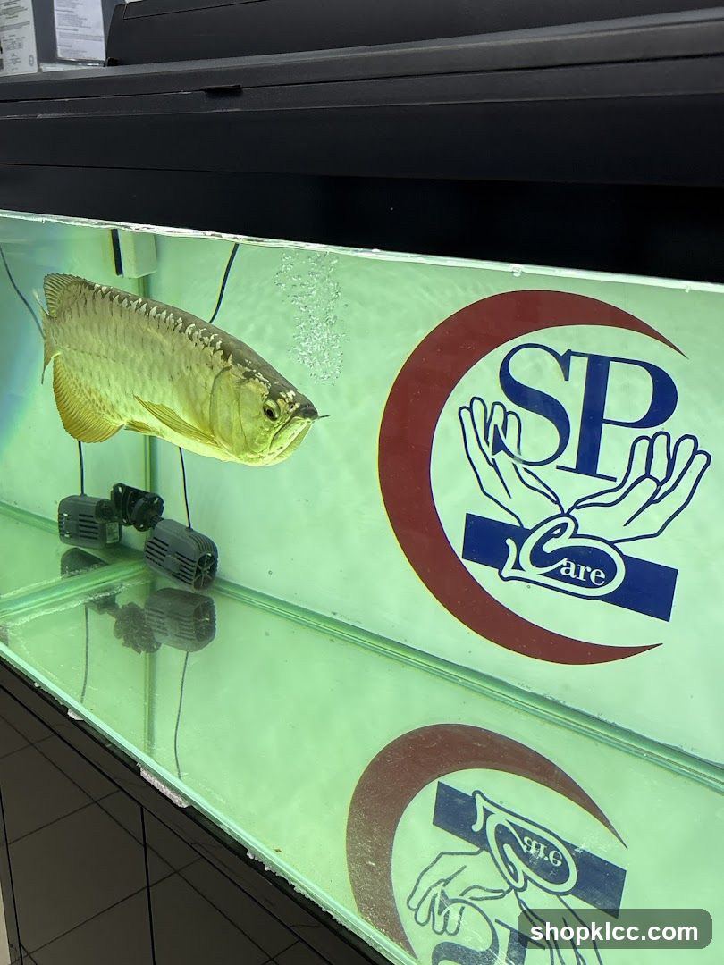 Aragon fish in aquarium with SP Care logo