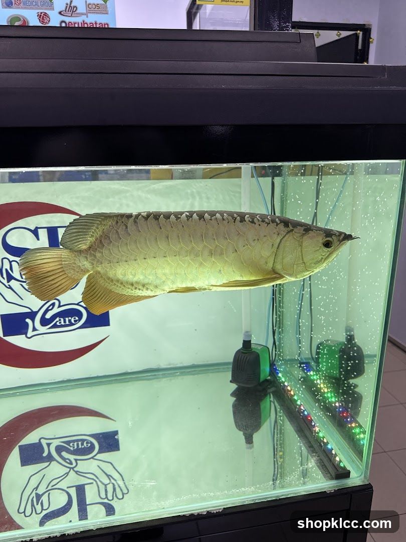 Aragon fish in display tank