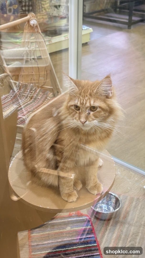 Pet Lovers Centre