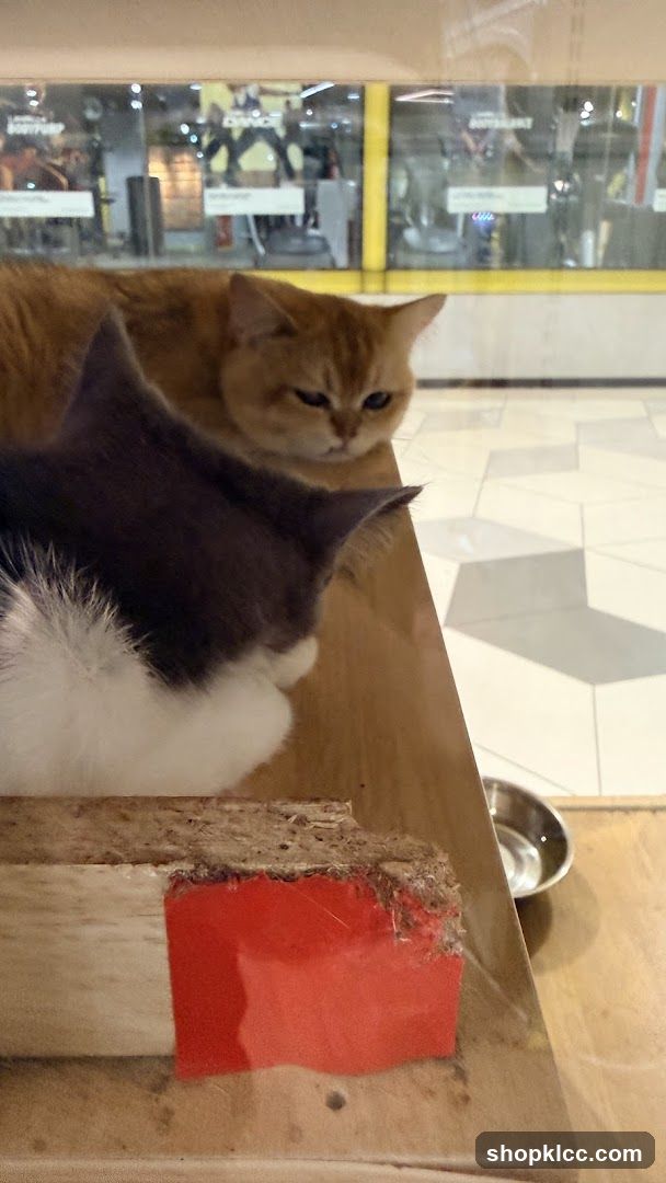 Cats resting near a window