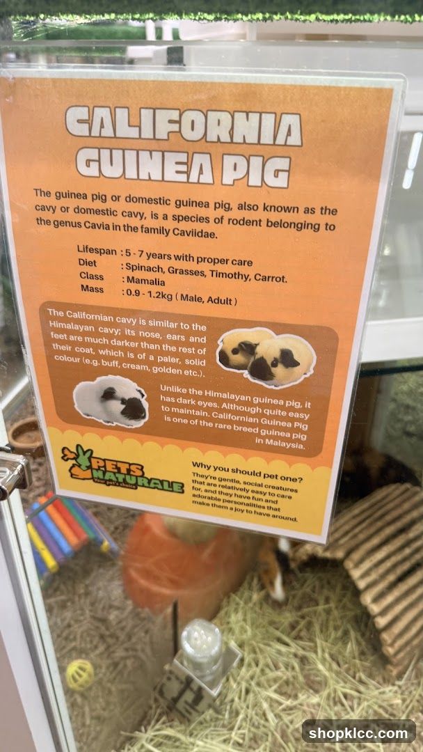 California Guinea Pig Information